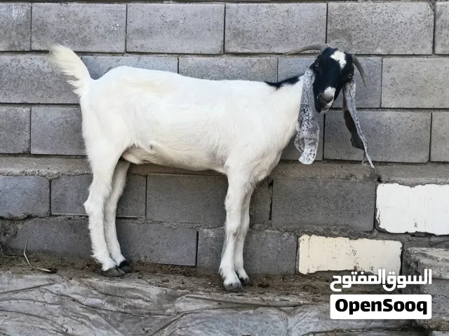 صخله حلوه عليه 4 اشهر شرط الصحا