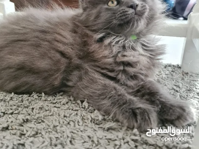 Persian Ragdoll قط راغدول فارسي