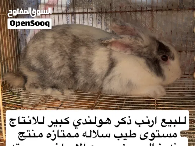 ارنب ذكر هولندي لون مميز