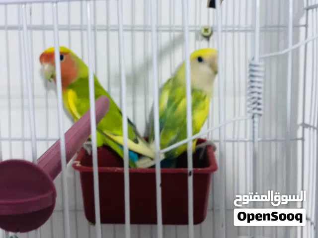 كوبيه ببغاء الروز