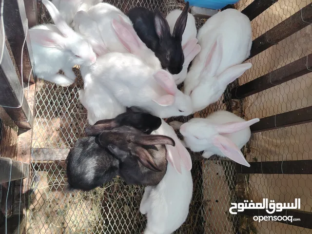ارانب فرنسي وبندوق بابون