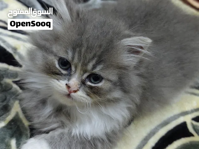 cat for adoption