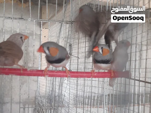 عصافير جنه