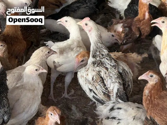 دجاج عماني وفرنسي جاهز لذبح او تربيه عمر شهرين ونص