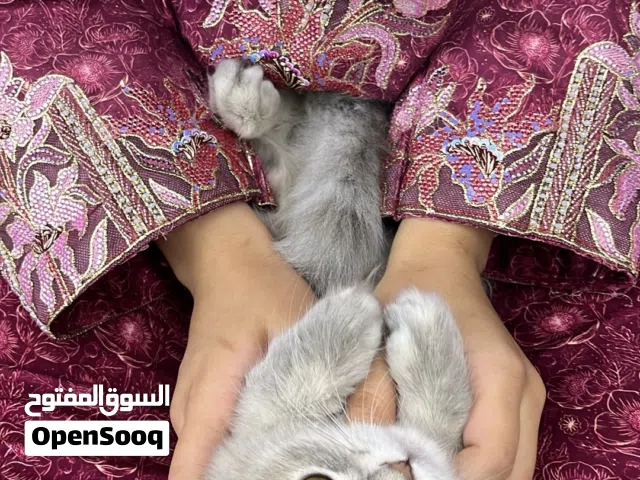 قطط شيرازية