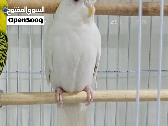طيره حب البينو ابيض عيون حمر مكانك نجف