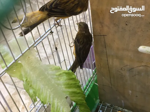 6 عصافير كنار للبيع