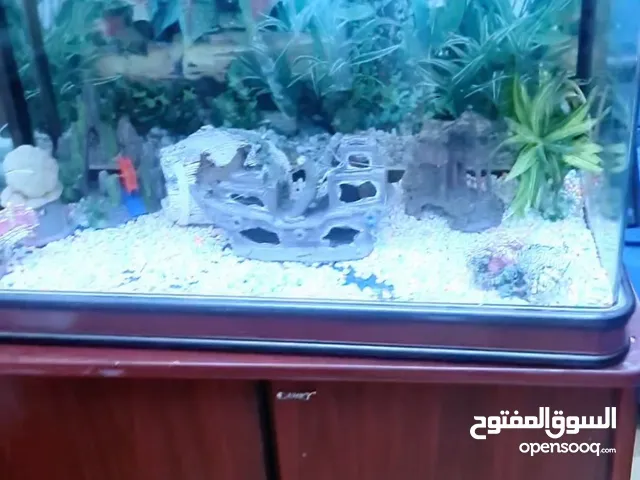 حوض سمك . اثاث منزل للحديقة