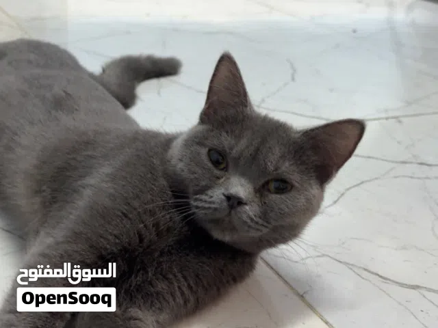 أنثى سكوتش ستريت