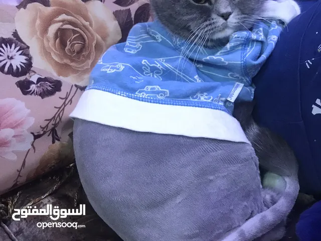 قط سكوتش ستريت ذكر للتبني