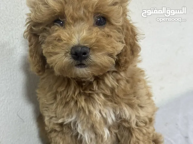 “فرصة مميزة لعشاق الكلاب! Special Offer for Dog Lovers!
