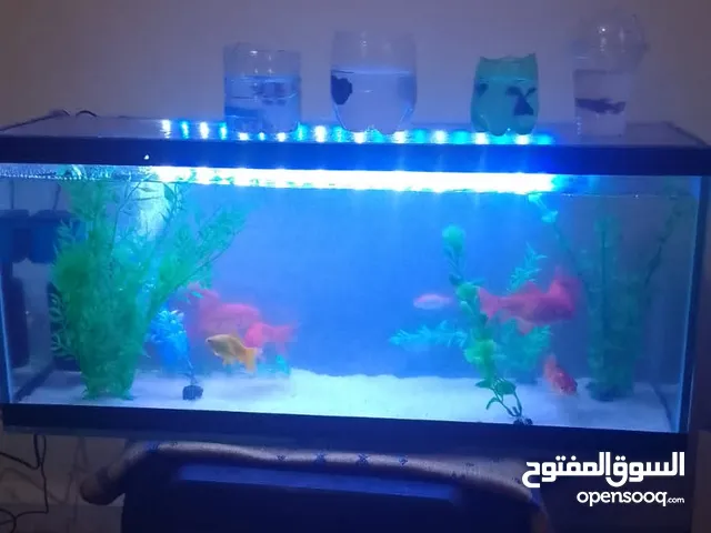اسماك زينا فايتر