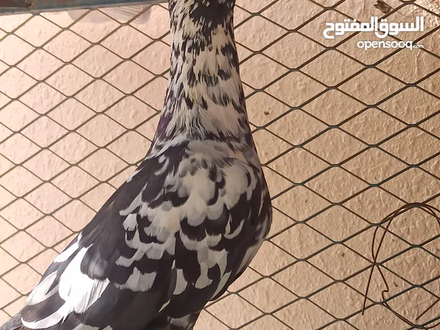 حمام سوري وريحاني وهومر