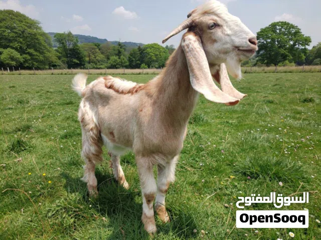 جدي للبيع عمره ف جو 8 متربي من صغرة ايتبع جنس هجين مكان طرابلس تبي فيديو ليه نبعتلك الخاص