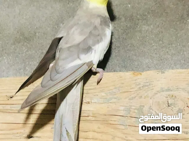 دكر كوكتيل محلي سخون واتي ومصقور  من لخير