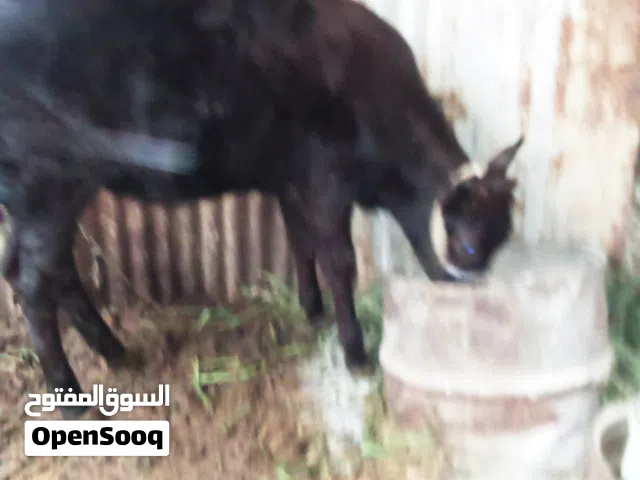 بجر حلوه مال بيت للبيع