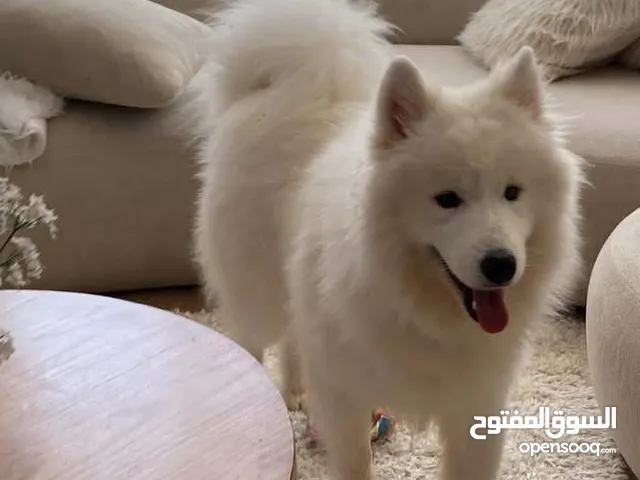 كلاب سموايد بسعر حرق