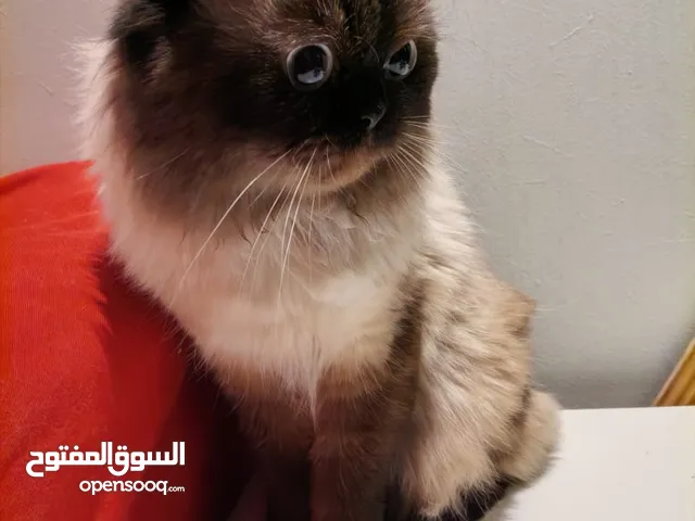 قط هيمالايا ذكر نظيف وخالي من الامراض للبيع بالخبر غير مقصوص ويصلح للتزاوج .
