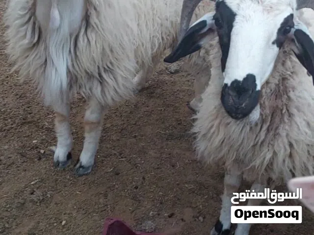 زوز خرفان للبيع
