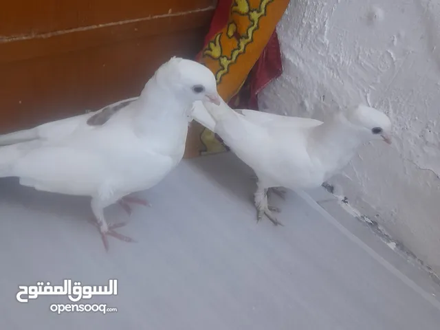 حمام ارافل للبيع
