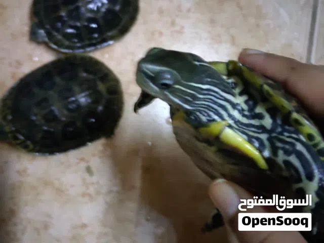 سلاحف للبيع المستعجل