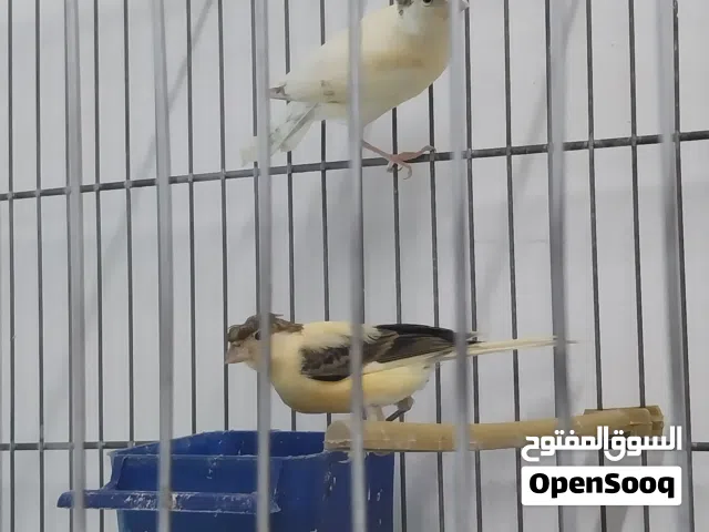 انتاج كناري محلي