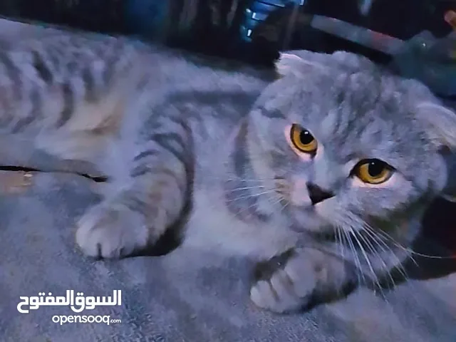 قط للبيع السعر