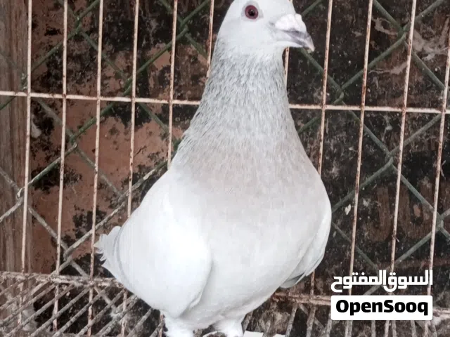 2ذكورا زاجل ايس
