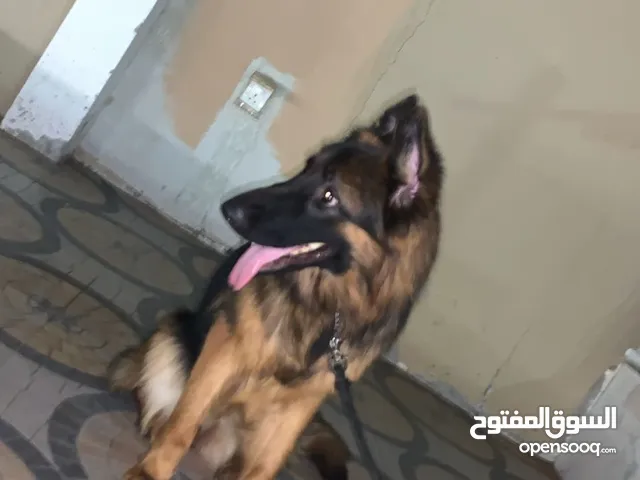 كلاب جيرمن مدربه للبيع GSD dogs