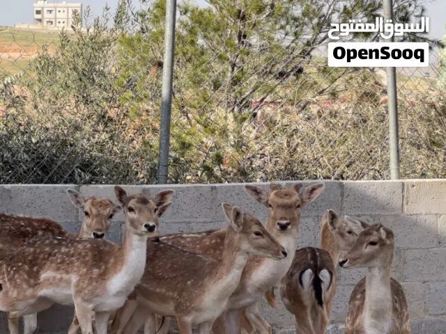 غزلان هولندي للبيع