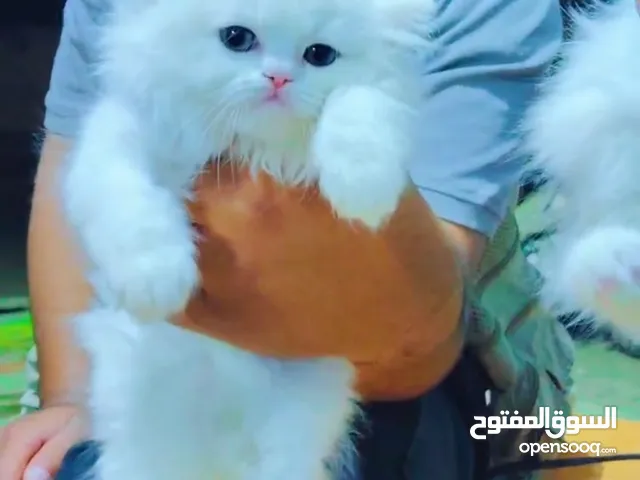 حيوانات للبيع