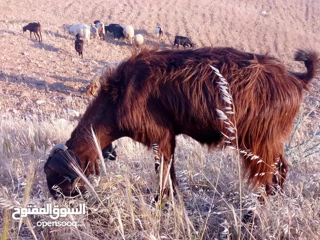 عنزين للبيع