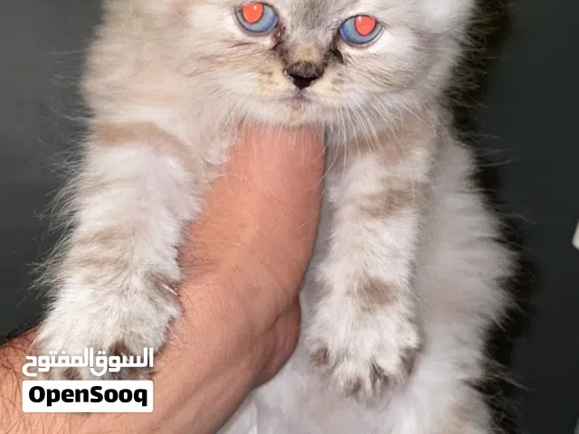 قط هيملايا بيور كيتن