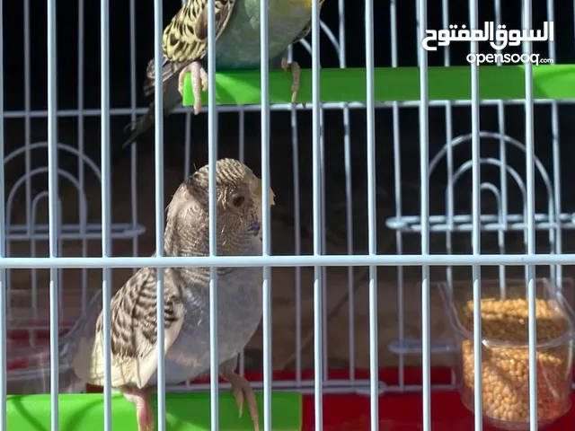 طيور البادجي للبيع ذكر وانثي منتجات مع القفص جديد