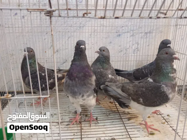 كنكات زوجين و نثية