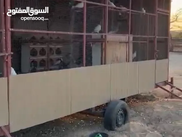 بيعة سريعة جبره سحب + 60 زوج حمام