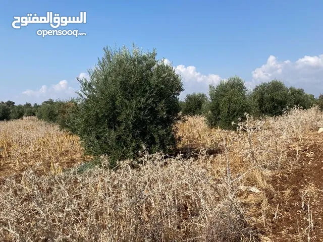 Farm Land for Sale in Irbid Sahm