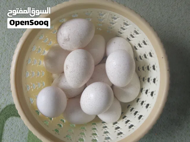 بيض فسيفس ملقح للبيع