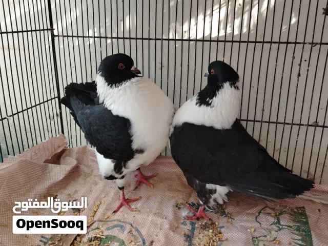 للبيع حمام كيرلي نفاخ شيرازي ومدينه وتركي متنوع باكستاني ودبل كروس أنواع الحمام حمام متنوعه