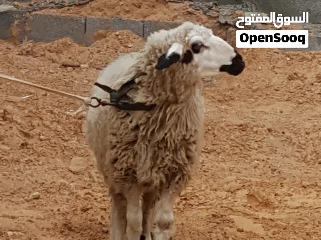 نعجة للبيع