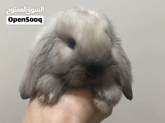 ارنب هولندي لوب مطعم تطعيم معوي ودموي اليف جدا عمره شهر