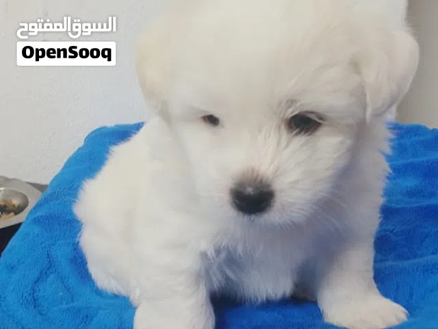 متوفر للبيع جروين فرينش تيرير