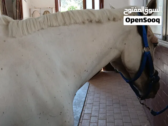 فرس للبيع وطنية العمر 12 سنة التواجد دمشق ارتفاعها 142 لا يوجد لديها مشاكل عرجة او غيره