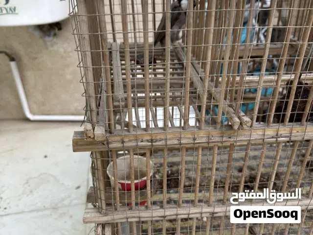 بلبل وحشي نثيه صيد منطقه للبيع او مراوس بفناجس جامبو