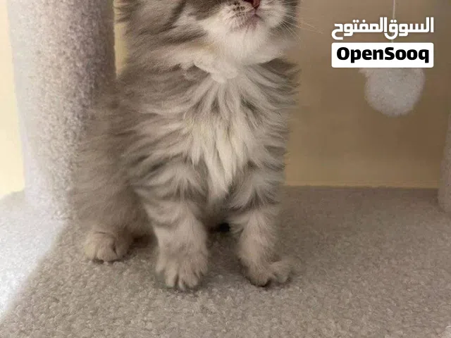 مطلوب قط صغير looking for a kitten