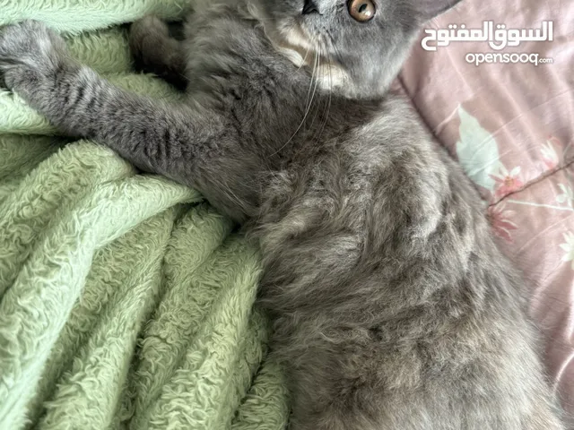 قطه للتبني مع أغرضها