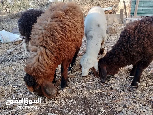 اكسب الصلات على النبي اربع عابورات فوق النخب