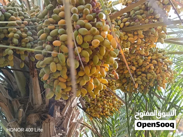 مبسلي و الخنيزي  طنا سعر مبسلي 9 ريال وسعر الخنيزي 12ريال ما شاء الله فيهن خير