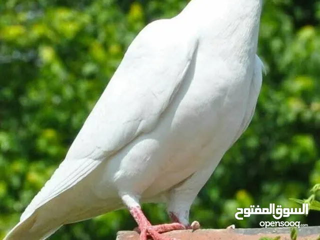 مطلوب حمام عربي للبيع