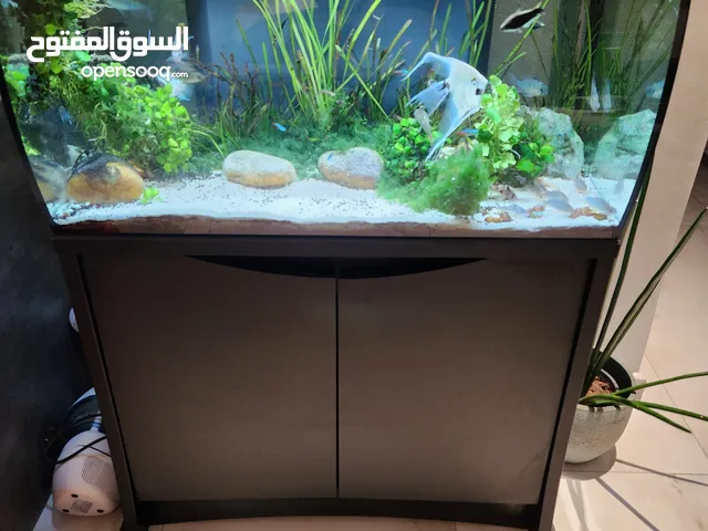 Fluval Flex 123 Litres Freshwater Aquarium. حوض سمك كامل مع كل اغراضه